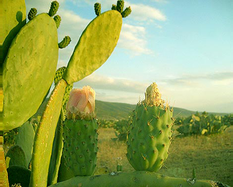 fleur d�opuntia