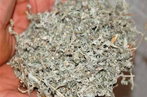 Figue de barbarie fraiche