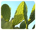 Poudre de Nopal