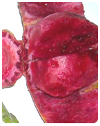 Pulpe de figue de barbarie