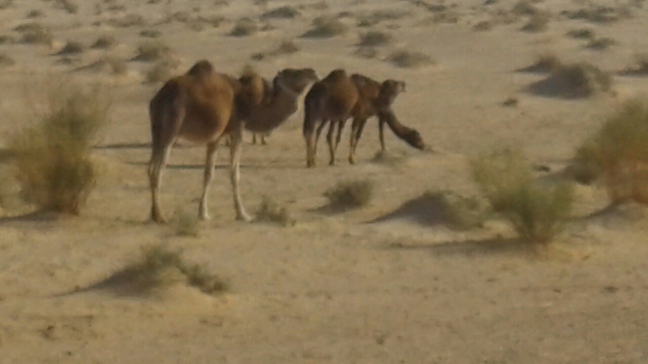 Figue de barbarie fraiche