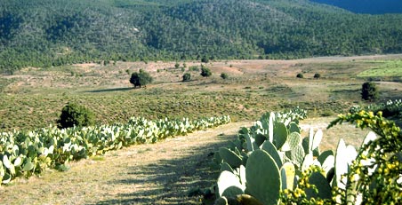 exploitation agricole figues de barbarie