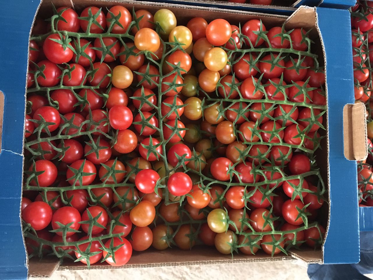 Figue de barbarie fraiche