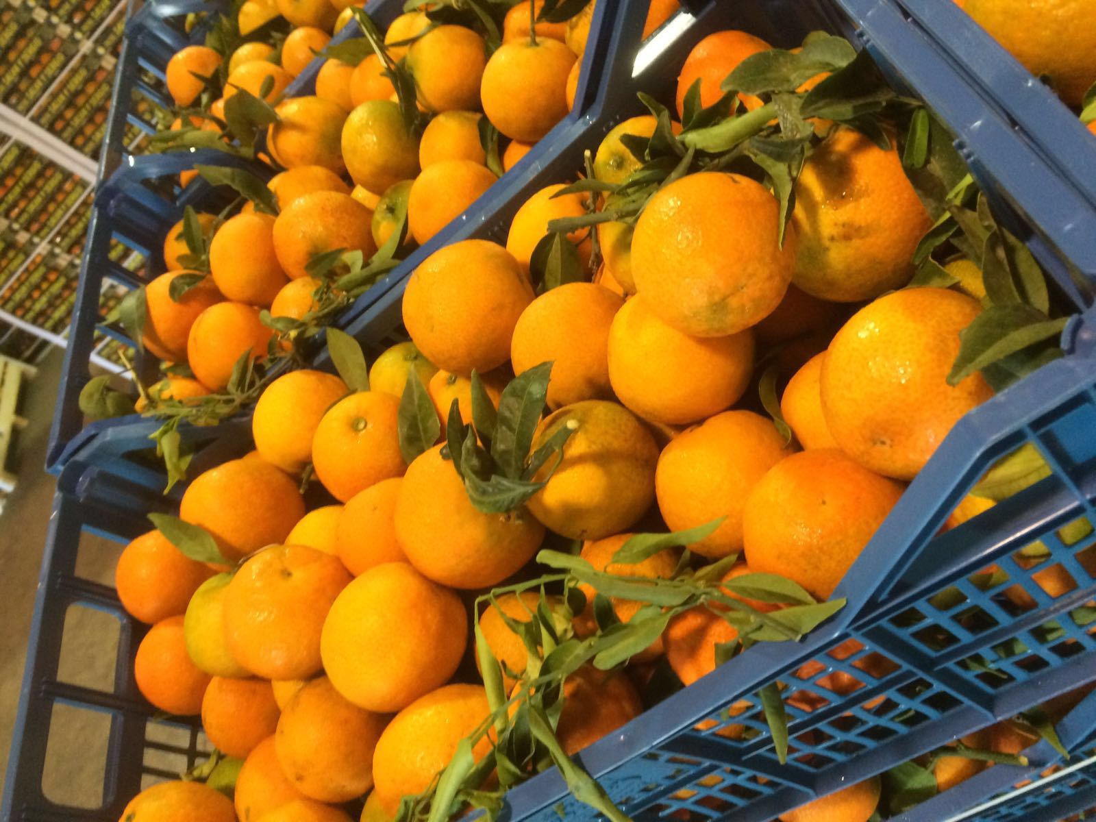 Figue de barbarie fraiche