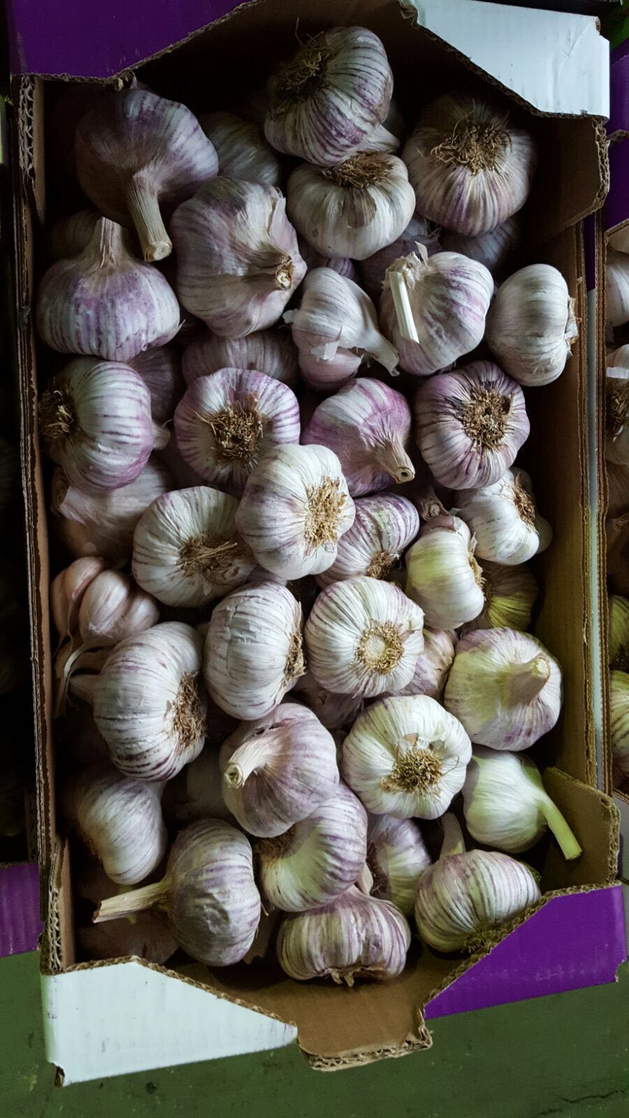 Figue de barbarie fraiche