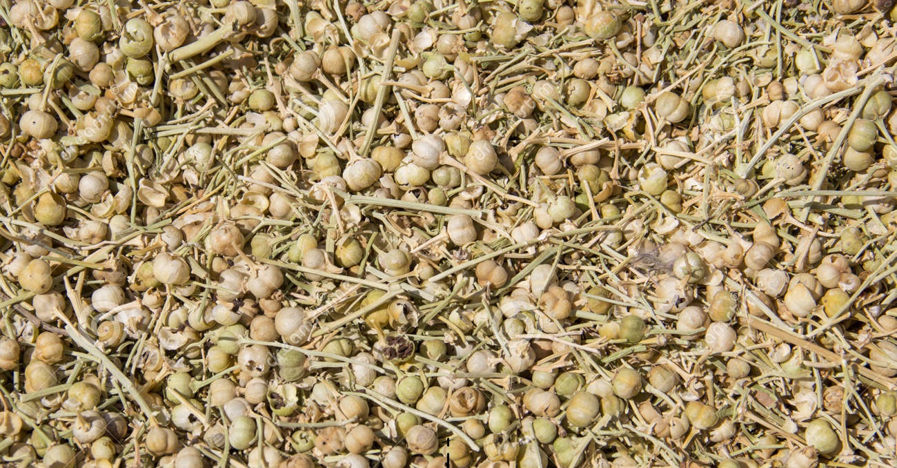 Figue de barbarie fraiche